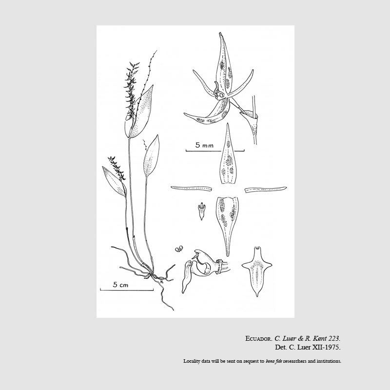 Pleurothallis tryssa